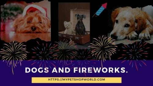 New Year and Fireworks a scary day for pets