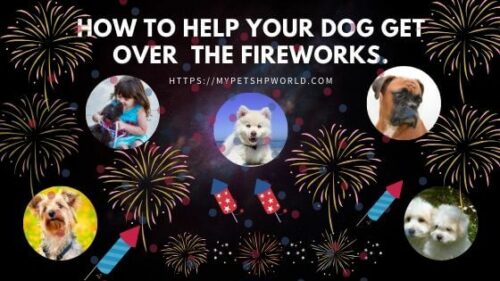 Dogs and Fireworks