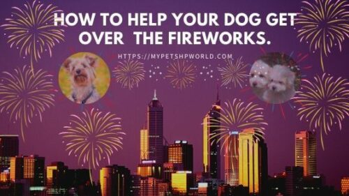 why dogs are afraid of fireworks
