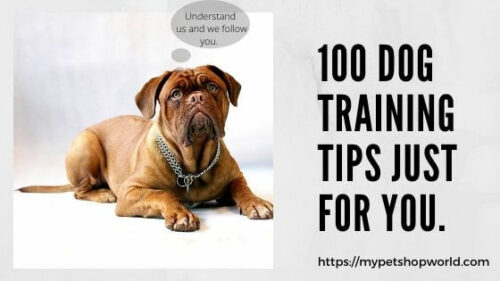100 Tips for Dog Training best Check List