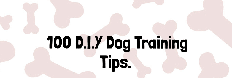dog training DIY 