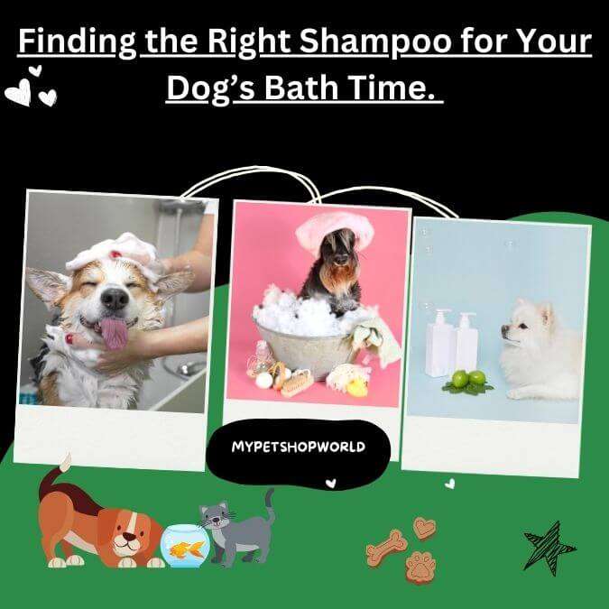 Finding the Right Shampoo for Your Dog's Bath Time