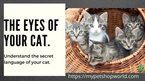 the language of your cat eyes