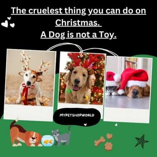 The cuelest thing you can do on Christmas. A Dog is not a Toy.