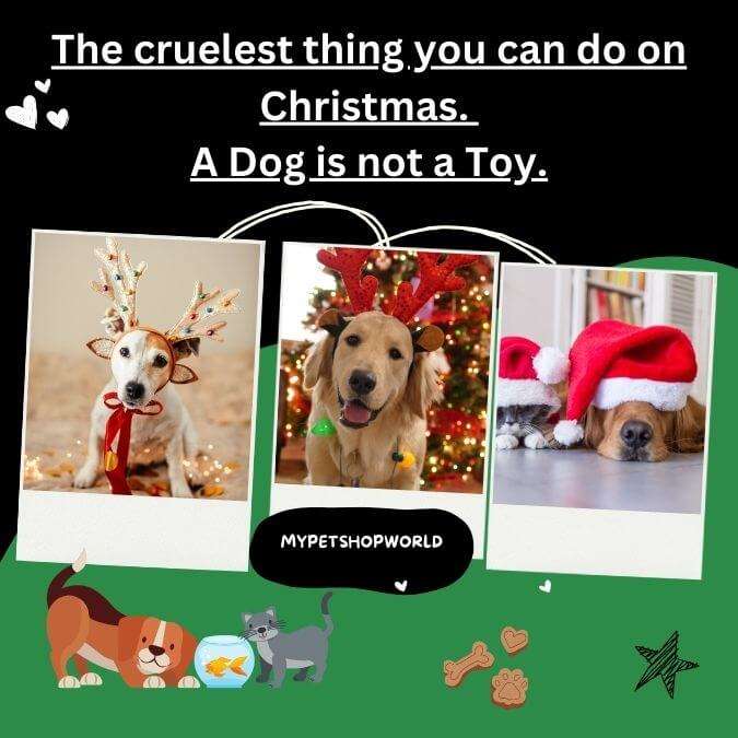 The cuelest thing you can do on Christmas. A Dog is not a Toy.