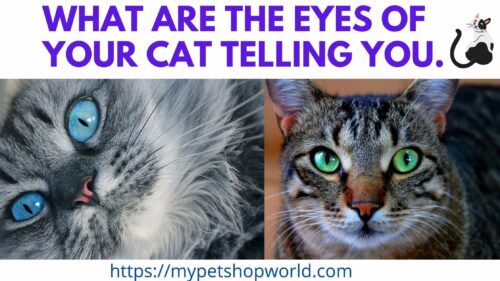 Cat eyes the secret language