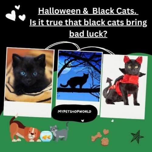 Halloween Black Cats. Do black cats bring bad luck True or False?