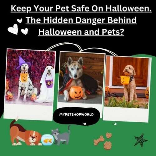 Keep Your Pet Safe On Halloween. The Hidden Danger Behind Halloween and Pets?