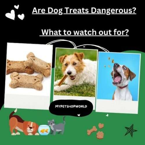 Dog Food Recall in 5 States of the US. Danger of Salmonella Dangerous Dog Treats: What To Know Before You Treat Your Dog.