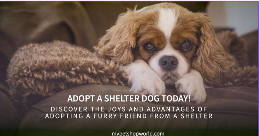 Adopting a shelter dog. The best decision ever. Give a dog a new home