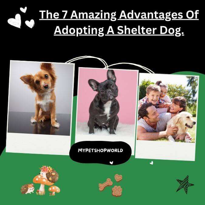 My Pet Shop World Online You are here: Home / Home Unleash Peace of Mind: 7 Secrets to Pet Insurance You Didn’t Know! April 28, 2024 by Melanie Leave a Comment (Edit) Unleash Peace of Mind: 7 Secrets to Pet Insurance You Didn't Know! How Pet Insurance Can Be a Lifesaver. From Broken Bones to Chronic Conditions. Max, my goofy Golden Retriever, is more than just a pet. He's family. From the moment those big, brown eyes stole my heart as a puppy, I knew I'd do anything to … [Continue reading]about Unleash Peace of Mind: 7 Secrets to Pet Insurance You Didn’t Know! Filed Under: Blog, Cats, Dogs Tagged With: #accident coverage, #CBD for dogs, #dog insurance, #emergency care, #expensive surgery, #Insurance Quotes, #Insurance secret, #love of dogs, #medical bills, #Pet health, #pet insurance, #puppy, #vet cost increase, #wellness plan, Pet insurance policy New Years Resolution for You and Your Dog. December 28, 2023 by Melanie Leave a Comment (Edit) New Year resolution for your and your dog New Years Resolution that are made to have fun. Forget Snoozing Through Another Sunrise: Unmasking Your Dog's Inner Athlete (and Your Own!) Confession time: My holiday spirit often involves an extra scoop of ice cream in my dog's bowl and … [Continue reading]about New Years Resolution for You and Your Dog. Filed Under: Blog, featured Tagged With: agility training, beagle, brain training, canine fitness, dog beds, dog crates, dog friendly workout, dog spa, dog training, dog walking, dogfood secrets, dogs, dogtreatment, german shepherd, love of dogs, new years resolutions, puppylove, treats The 7 Amazing Advantages Of Adopting A Shelter Dog.