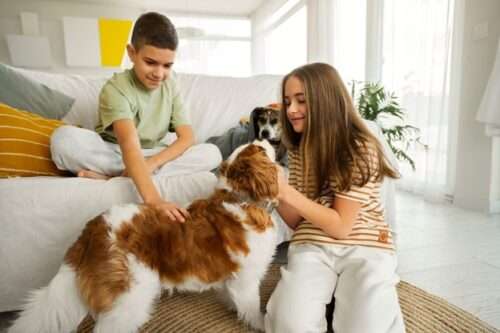 Home Maintenance for pets to kill odour and smell