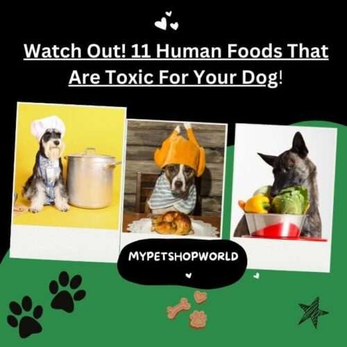 11 harmful foods that can hurt your dog