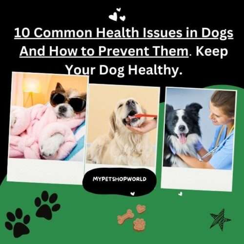 10 common health issues in dogs and how to keep your dog healthy