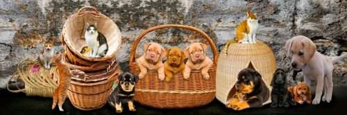 Become a foster parent for a pet. It is a rewarding experience