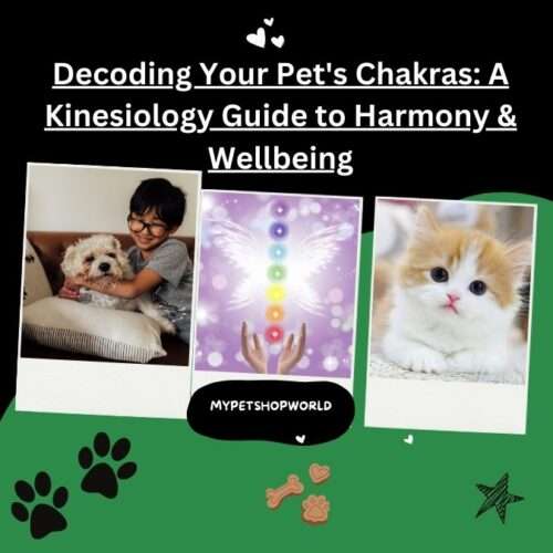 Decoding your Pets chakras.