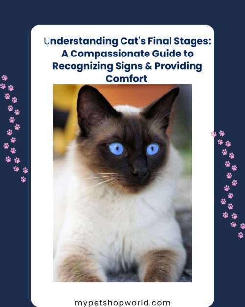 Your Cat's Final Stages When it is time to say goodbye 