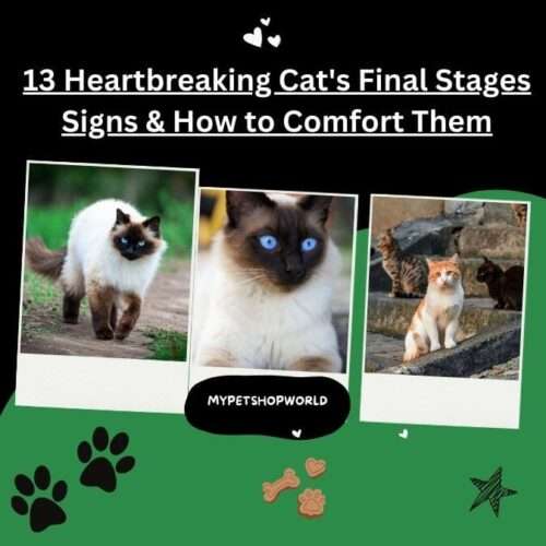 Your Cat's Final Stages. Helpful tips and how to comfort your feline friend