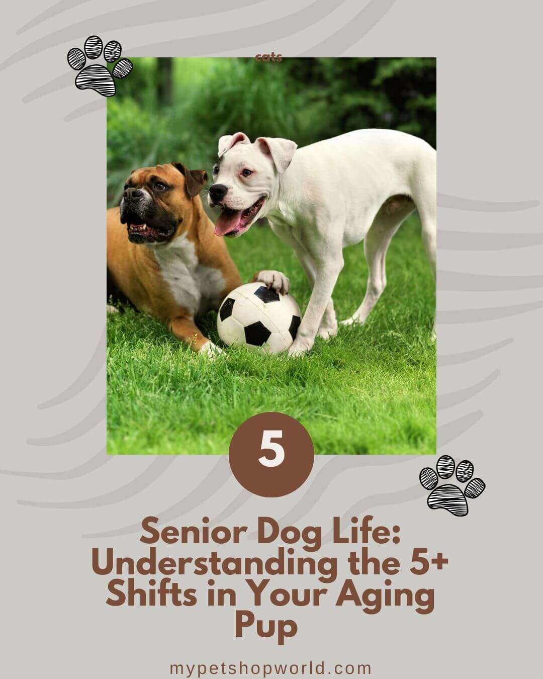 Image showcasing 9+ Warning Signs of a Dog Nearing Death. My Pet shop World