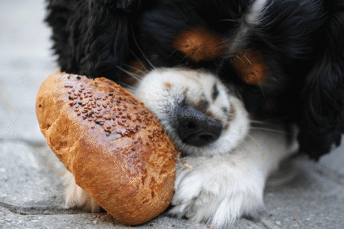 What do you need to open a Pet Treat Bakery?