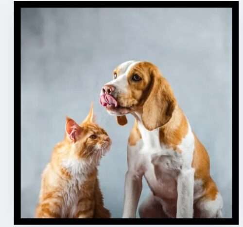 How to start your dog treat bakery