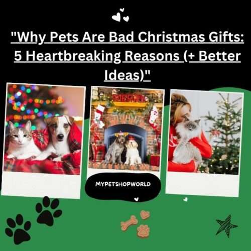 Giving a pet for christmas is not a good idea. Why?