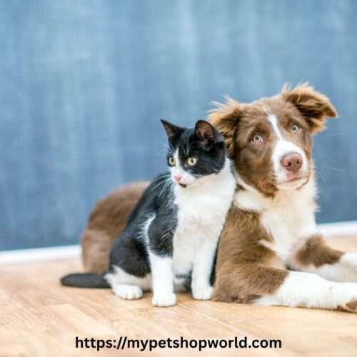 My Petshop World how to start a pet boarding business 