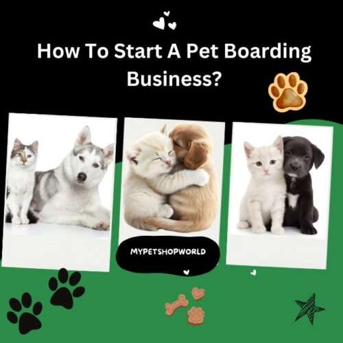How to start your pet boarding business my petshopworld