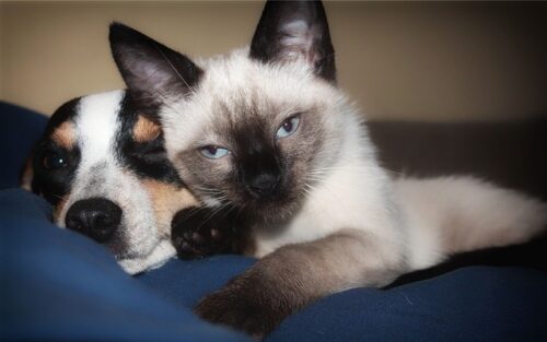 Does Your Pet Follow You to the Bathroom? That's One of The Unexpected Ways Pets Show Their Love Beyond Cuddles.