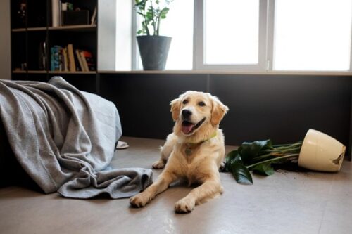 Designing a home that fits paws and people 