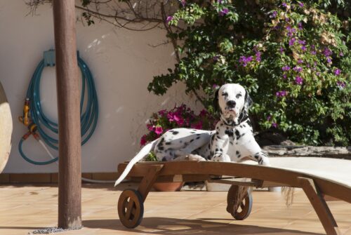 Why is my pet so stressed?
Keep your Pet Calm and Happy.